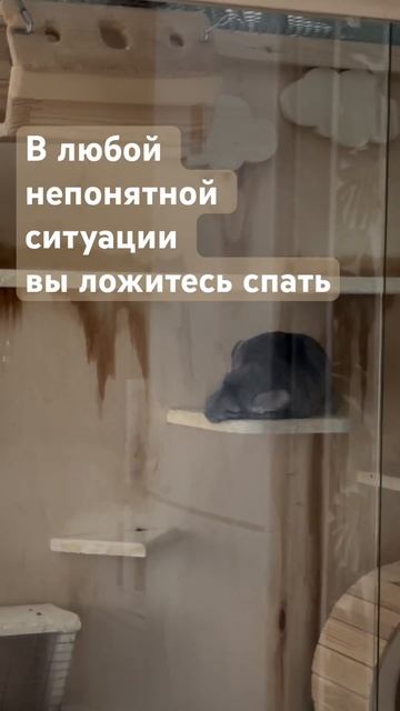 Топ 3 признака, что вы шиншилла смотреть онлайн