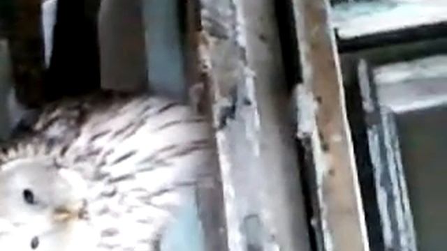 Дневная сова смотреть онлайн