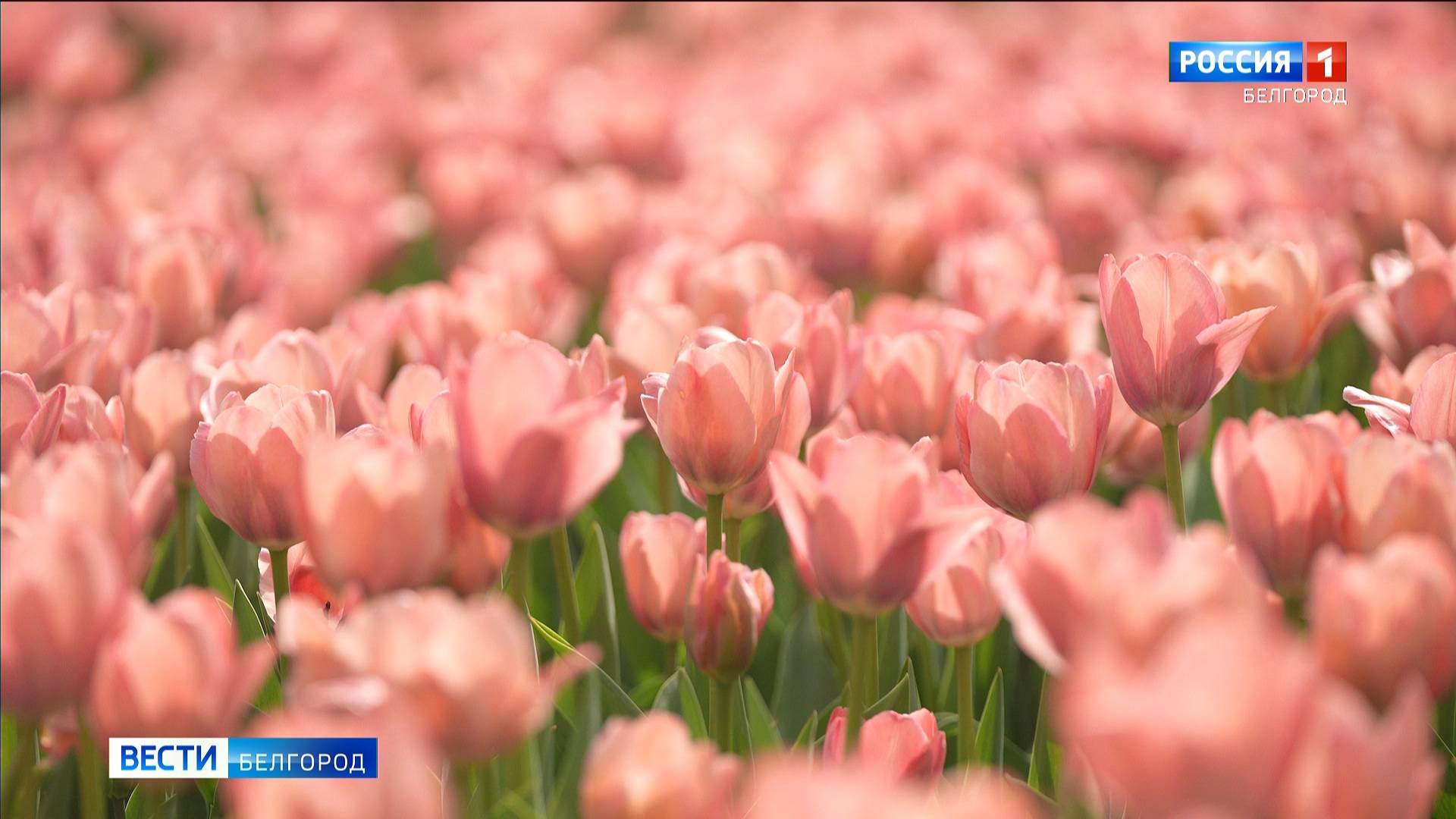 В Белгороде расцвели тюльпаны
