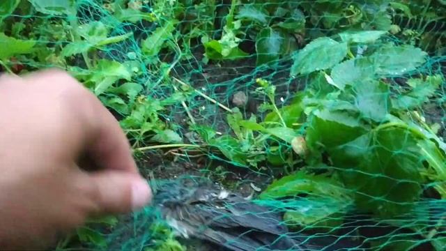 Спас птичку от кота и кошки🕊️😾😼 Запуталась в сетке смотреть онлайн