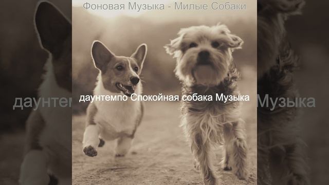 Видения (Расслабляющие собаки) смотреть онлайн