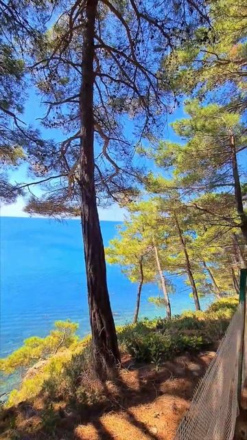 Кемпинг на море😍 #кемпинг #краснодарскийкрай #архипка #геленджик #море #енот #сосновыйберег #лето