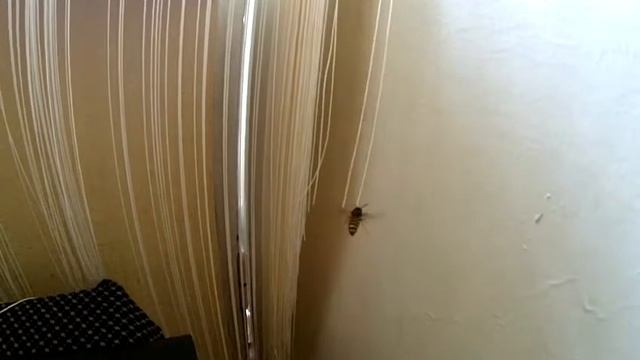Оса катается на веревочках смотреть онлайн