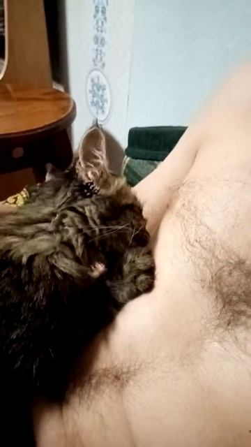 Кот сосёт титьку смотреть онлайн