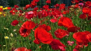 Очень Красивая Музыка. Инструментальная Мелодия - Пение Птиц