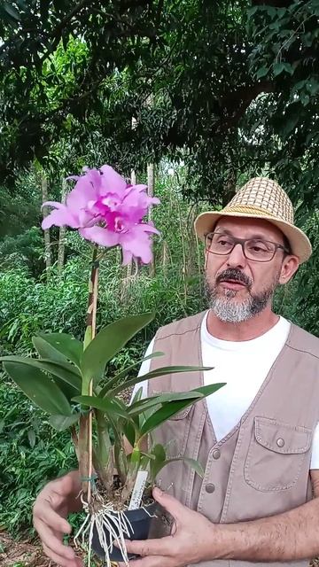 CATTLEYA LABIATA X LAELIA ANCEPS - híbrido que deu certo - linda floração e arranjo floral смотреть онлайн