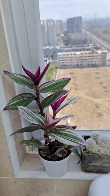 種在浴室的小植物們｜室內植物｜浴室植物｜開花植物｜仙人掌 смотреть онлайн