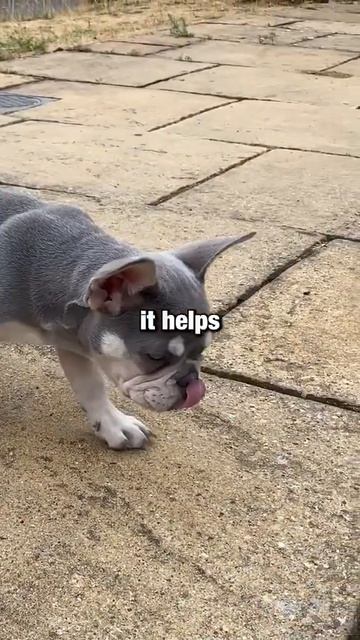 Does Your Dog Smell Fishy Try This! | #shorts смотреть онлайн