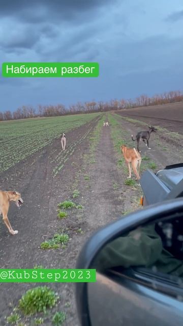 Момент остановки и начала разбега во время прогулок в поле! #борзые #охотничьисобаки смотреть онлайн