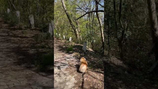 Прогулка Ливадийском парке 🥰 смотреть онлайн