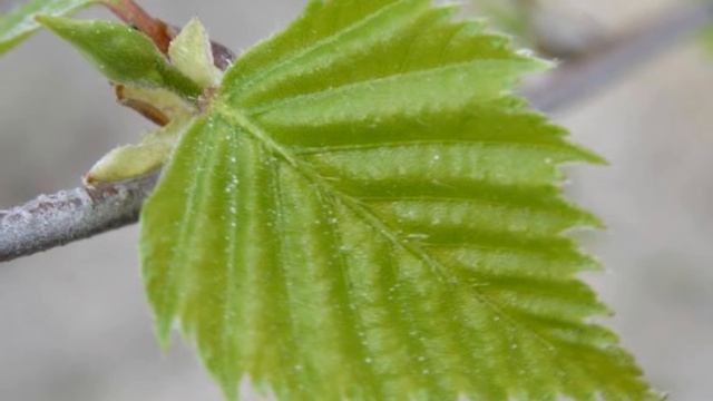 Берёзы смотреть онлайн