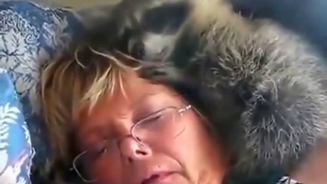 Енот vs очки смотреть онлайн