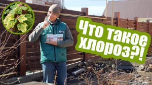 Каким бывает ХЛОРОЗ?! Учимся различать и лечить хлороз листьев!