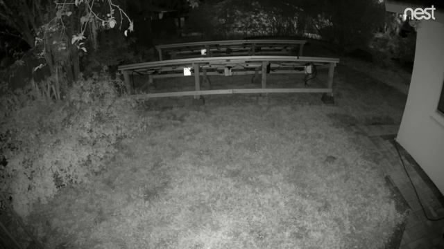 2019 05 14 young opossum at 1 45 AM смотреть онлайн