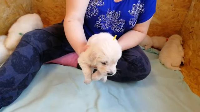 Жёлтая лента, помёт 5.02.20