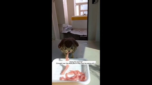 Ржака 5 смотреть онлайн