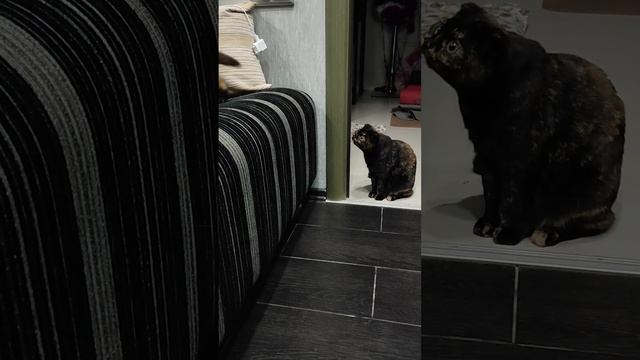 Кошкомания, на ночь глядя😜