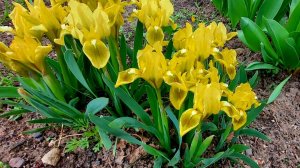 Весенние многолетники в моем саду.Фото и название.