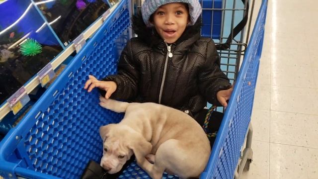 Do NOT Buy Your Dog These Toys Without Watching This Video! смотреть онлайн