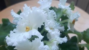 фиалка РМ-Золотой берилл спорт