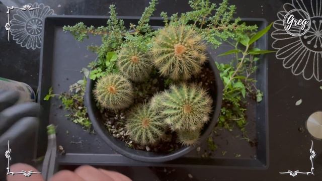068 | Parodia magnifica | Weeding смотреть онлайн