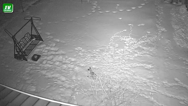 Продолжение похождений Лисы Патрикеевны 🙀😻😼😹