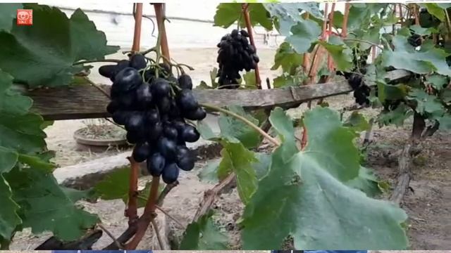 Как выращивать виноград? смотреть онлайн