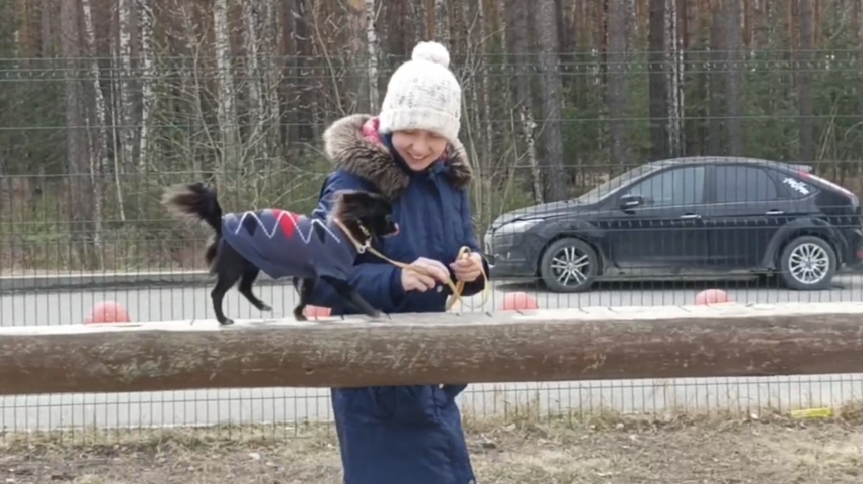 Стаффорд как пример для Чихуахуа