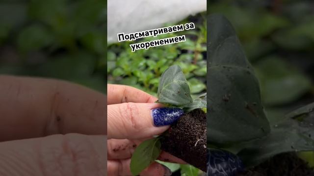 #вегетативныечеренки #калибрахоа #люблюцветы #петуния #тепличныйбизнес #курск #вегетка смотреть онлайн