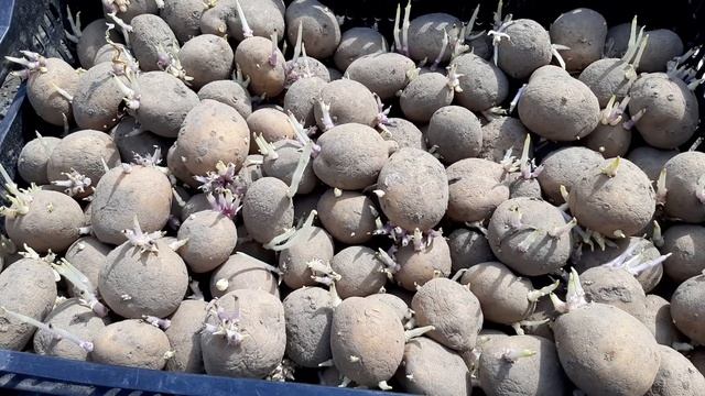 Посадка картоплі Рів'єра під агроволокно, на ранню продукцію. смотреть онлайн