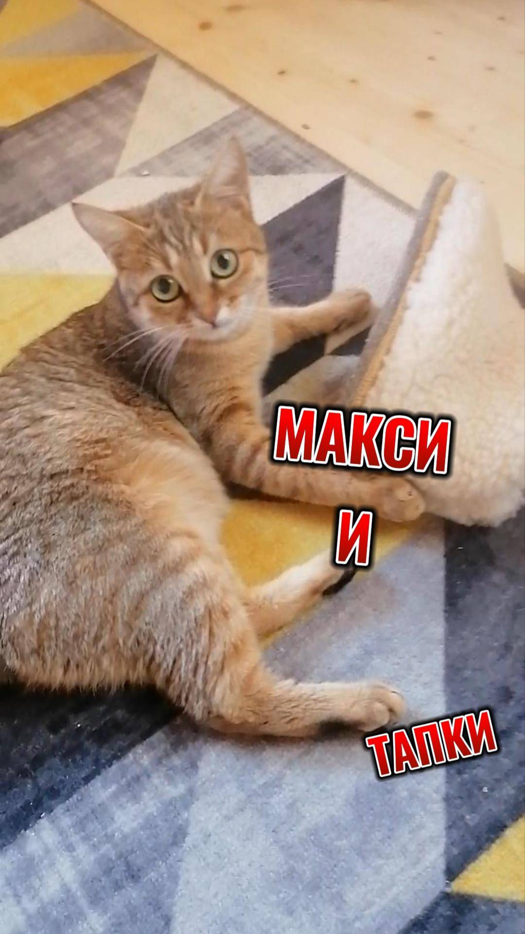 макси и тапки