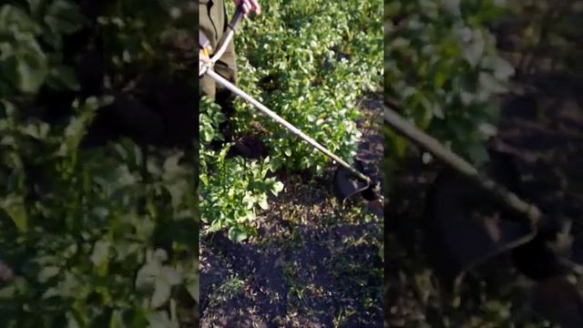 Быстрая прополка кортошки!!!!!! Смотрите!!! смотреть онлайн