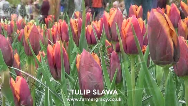 Tulip 'Slawa' (syn. 'Muvota') - FarmerGracy.co.uk смотреть онлайн