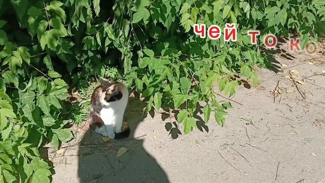 Мой город@ValeraExperiments#поезд #cat #город смотреть онлайн