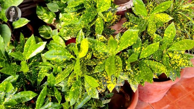 Croton Plant Varieties@LifewithAsifa