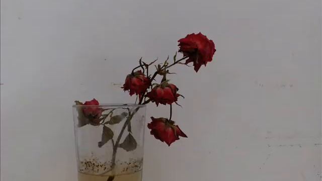 Red flower ageing (time lapse)