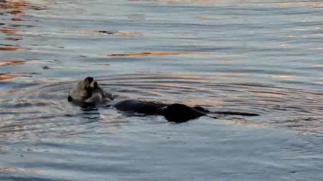 Cutte Otters at Morro Bay. Выдрочки в Заливе Морро. Выдры. смотреть онлайн