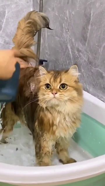 Как купать кота смотреть онлайн