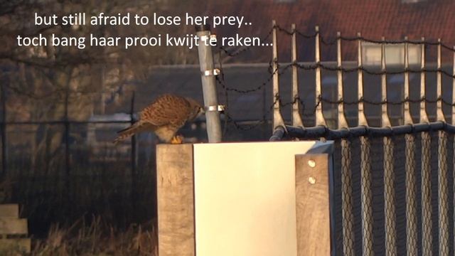 Kestrel Breakfast / Torenvalk-ontbijt смотреть онлайн