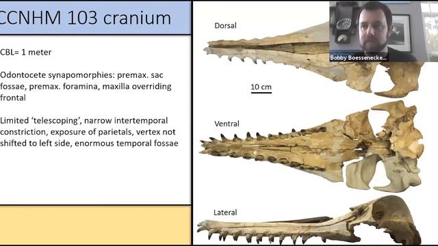 A New Giant Dolphin From South Carolina [Paleo Talks EP 15] смотреть онлайн