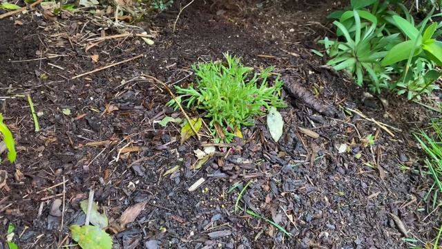 Adding in some tough perennials to a hot garden. смотреть онлайн