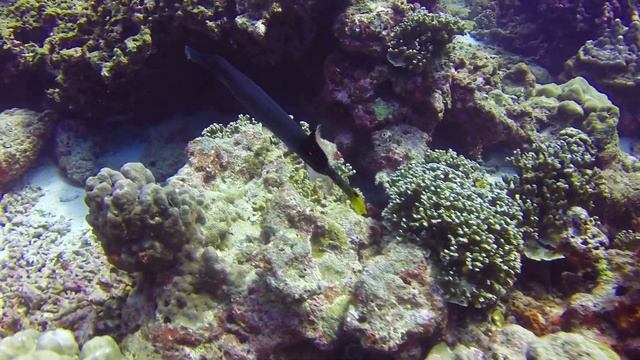 Trumpetfish смотреть онлайн