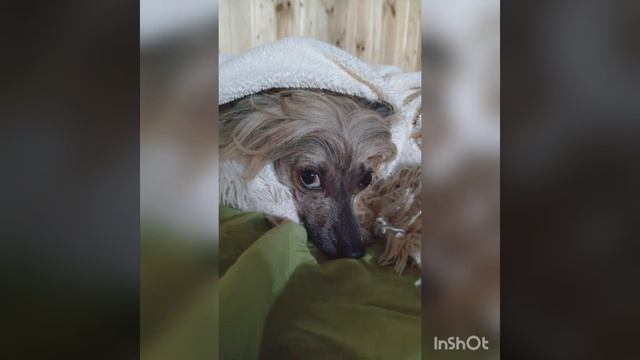 Червонец золотой смотреть онлайн