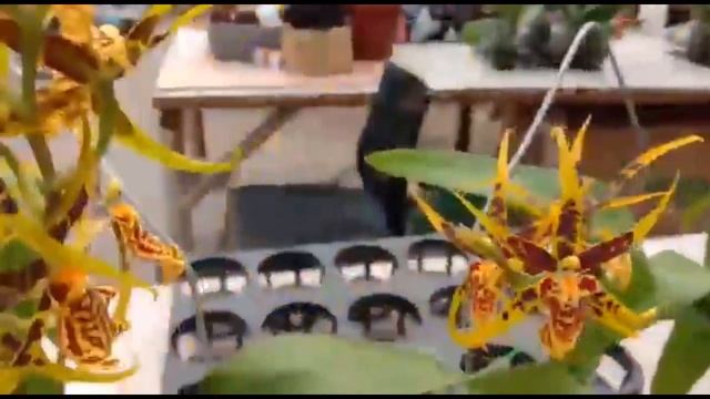 Review Harga Jenis Jenis Tanaman Anggrek Terbaru (Mei 2021) смотреть онлайн