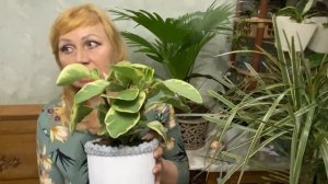 ПЕПЕРОМИЯ ВАРИЕГАТНАЯ ТУПОЛИСТНАЯ🍀                            секреты наблюдений