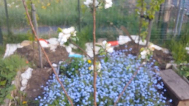 Apple variety Topaz: Blossom shapes смотреть онлайн