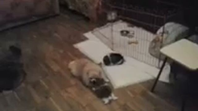 Гриша, Груша с Алиской и Лизочкой в Москве 2013 смотреть онлайн