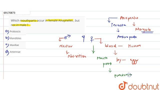 Which mouthparts occur in female Anopheles , but not in male ? смотреть онлайн