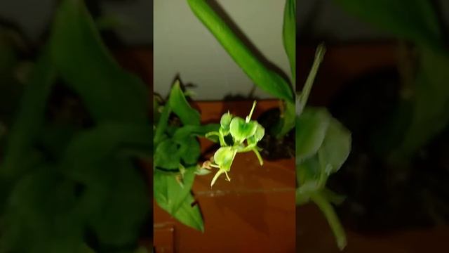 Liparis plantaginea Orchid смотреть онлайн