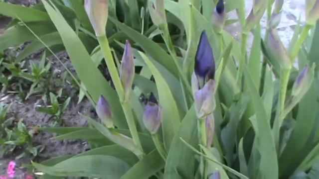 Одинокий Ирис